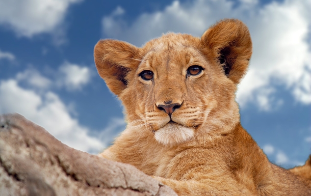 10 Amazing Lion Photography Images - picture 9