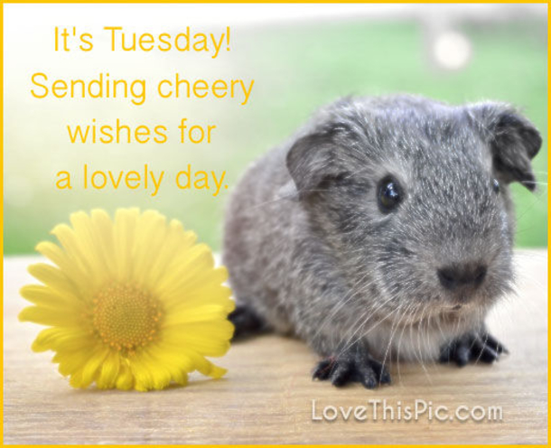 10 Amazing Tuesday Blessings And Quotes - picture 7