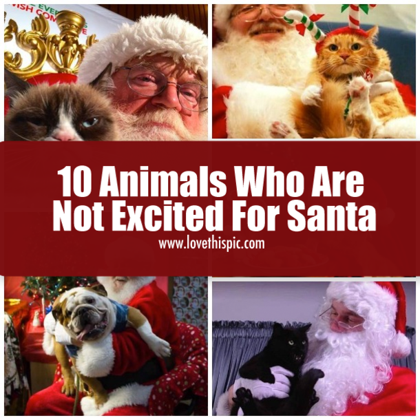 10 Animals Who Are Not Excited For Santa