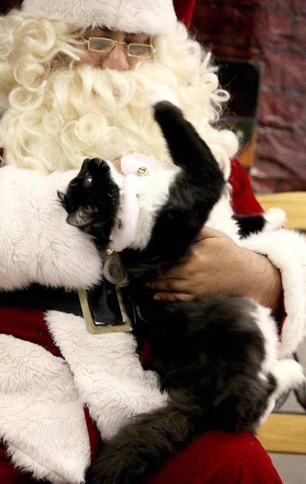 10 Animals Who Are Not Excited For Santa - picture 10