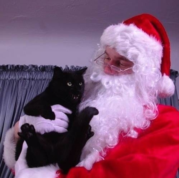 10 Animals Who Are Not Excited For Santa - picture 11