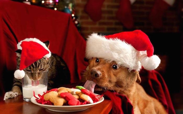 10 Animals Who Are Not Excited For Santa - picture 2