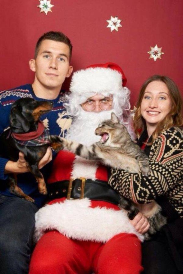 10 Animals Who Are Not Excited For Santa - picture 3