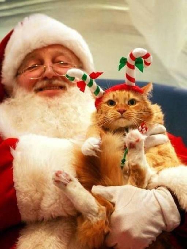 10 Animals Who Are Not Excited For Santa - picture 4
