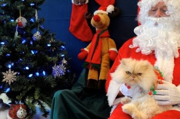 10 Animals Who Are Not Excited For Santa - picture 5
