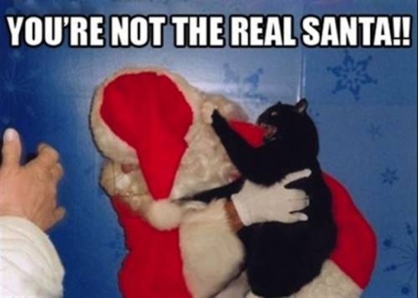 10 Animals Who Are Not Excited For Santa - picture 6