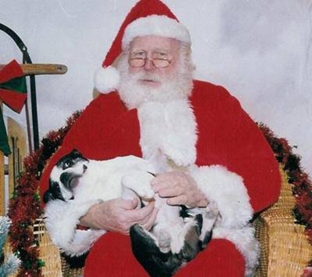 10 Animals Who Are Not Excited For Santa - picture 7