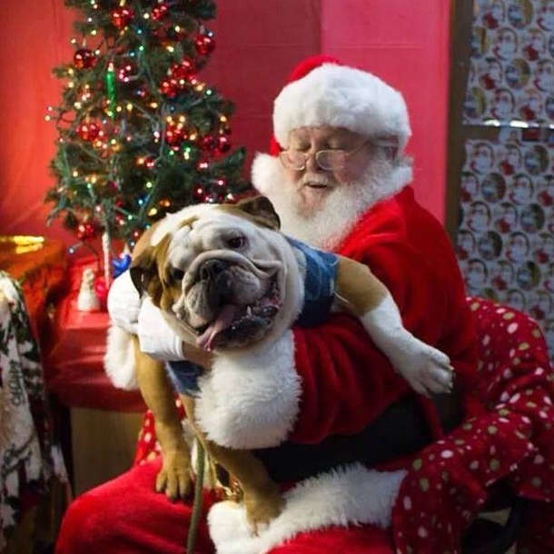 10 Animals Who Are Not Excited For Santa - picture 8
