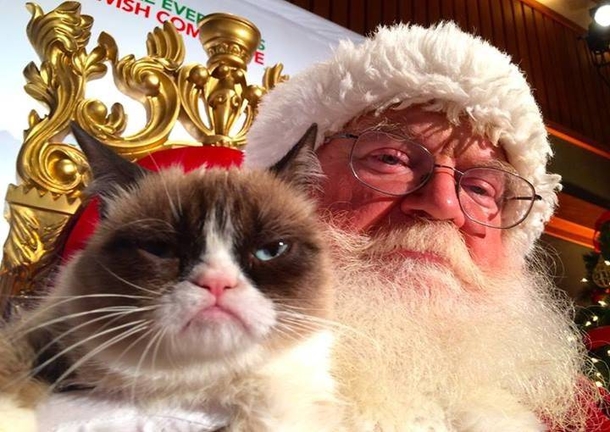 10 Animals Who Are Not Excited For Santa - picture 9