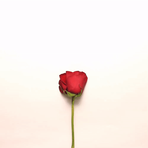 10 Animated Love Gifs For Your Loved Ones - picture 2