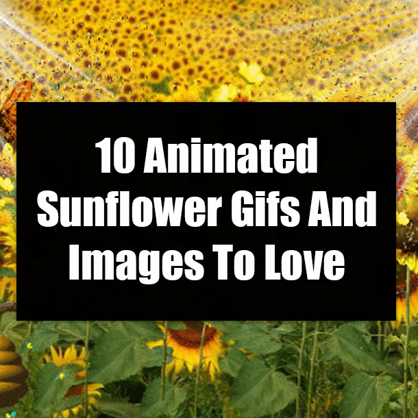 10 Animated Sunflower Gifs And Images To Love