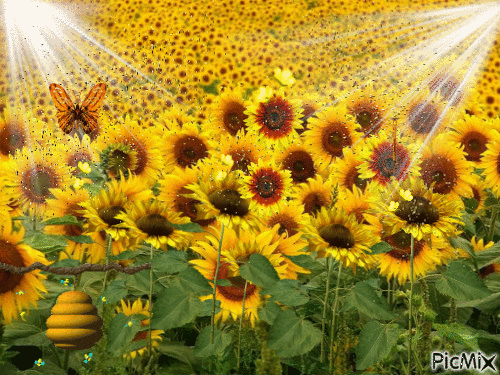 10 Animated Sunflower Gifs And Images To Love - picture 3