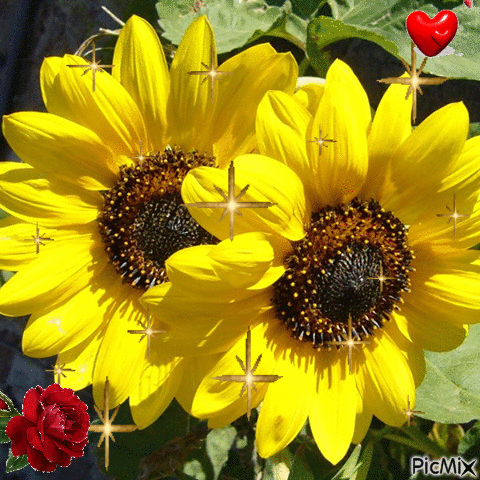 10 Animated Sunflower Gifs And Images To Love - picture 7