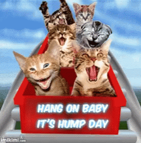 10 Animated Wednesday Quotes And Sayings To Share - picture 6