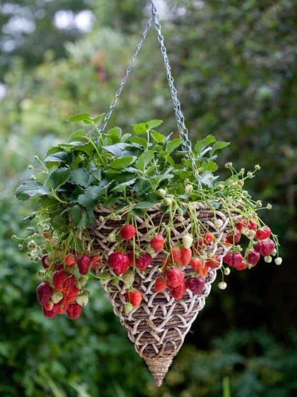 10 Astounding Gardening Ideas That Will Make Your Neighbors Jealous - picture 2