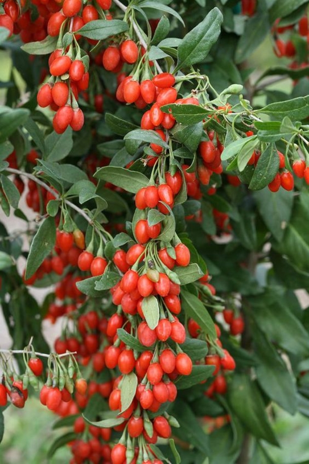 10 Astounding Gardening Ideas That Will Make Your Neighbors Jealous - picture 3