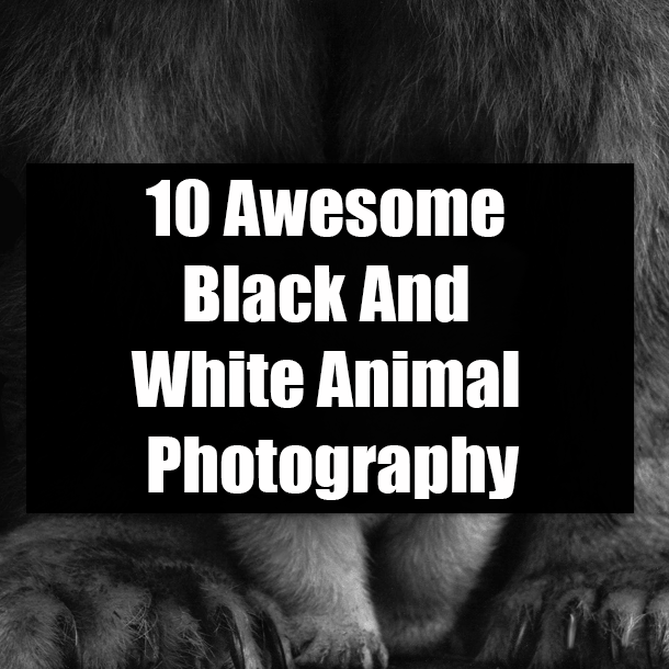 10 Awesome Black And White Animal Photography