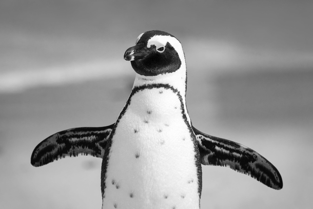 10 Awesome Black And White Animal Photography - picture 10