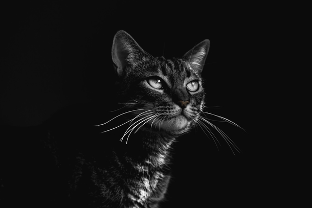 10 Awesome Black And White Animal Photography - picture 11