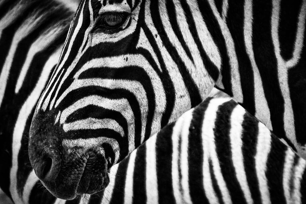 10 Awesome Black And White Animal Photography - picture 12
