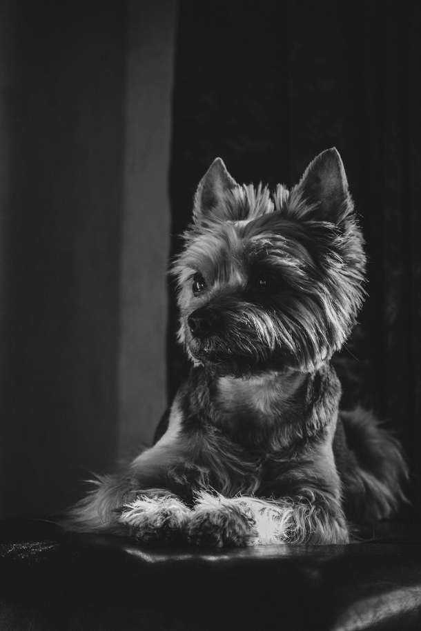 10 Awesome Black And White Animal Photography - picture 13