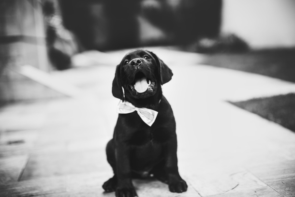 10 Awesome Black And White Animal Photography - picture 14