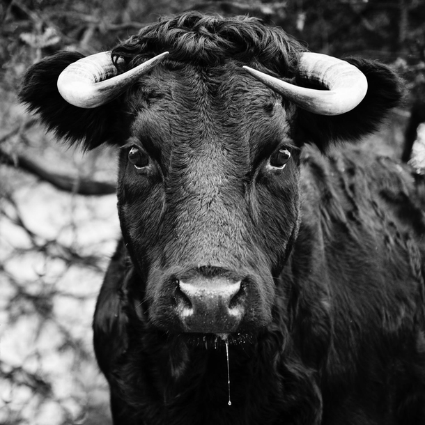10 Awesome Black And White Animal Photography - picture 15