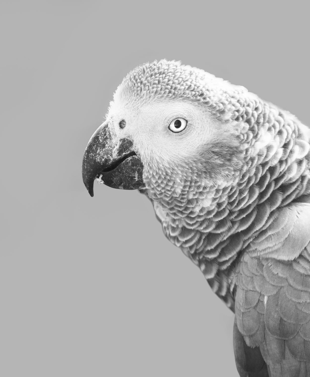 10 Awesome Black And White Animal Photography - picture 16