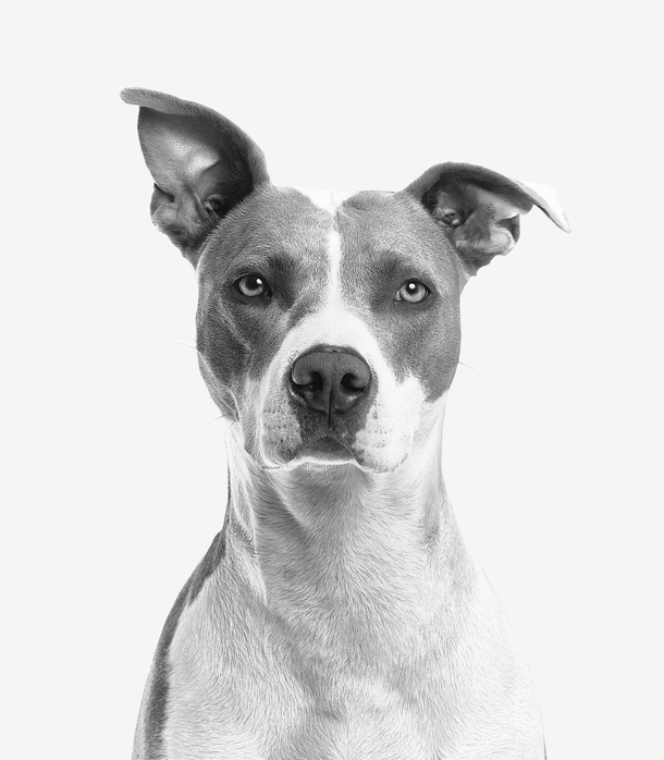 10 Awesome Black And White Animal Photography - picture 2