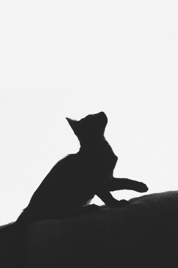 10 Awesome Black And White Animal Photography - picture 3