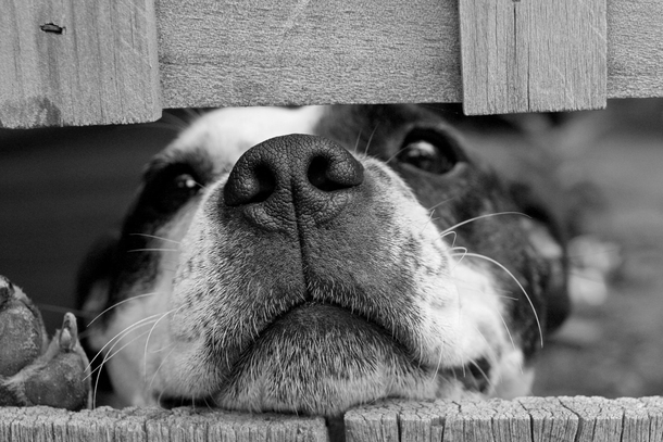 10 Awesome Black And White Animal Photography - picture 5