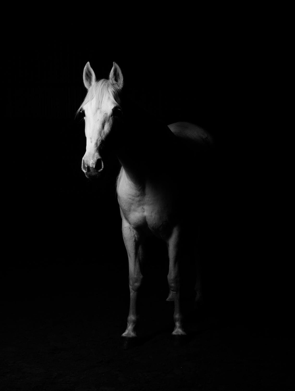 10 Awesome Black And White Animal Photography - picture 6