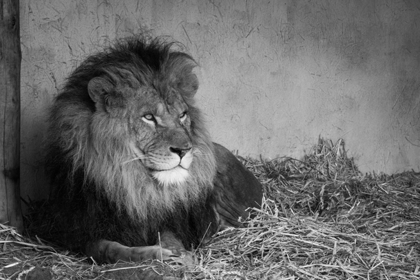 10 Awesome Black And White Animal Photography - picture 8