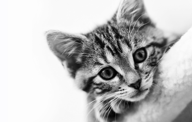 10 Awesome Black And White Animal Photography - picture 9