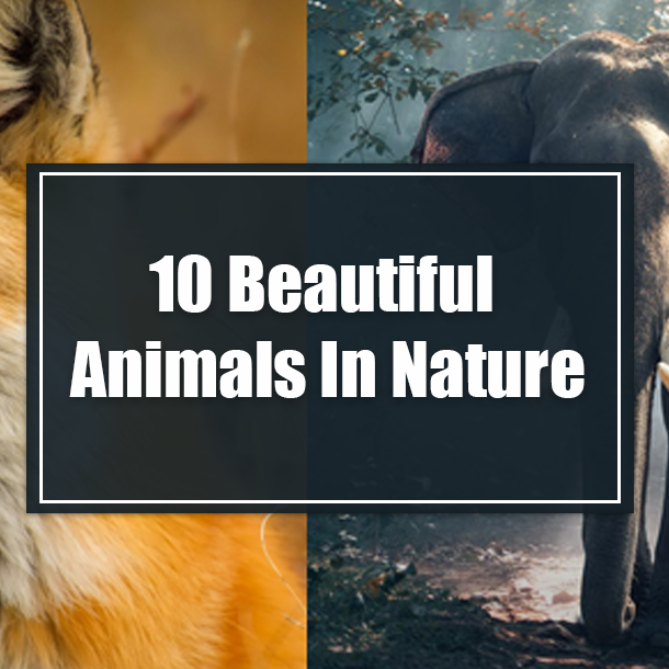 10 Beautiful Animals In Nature
