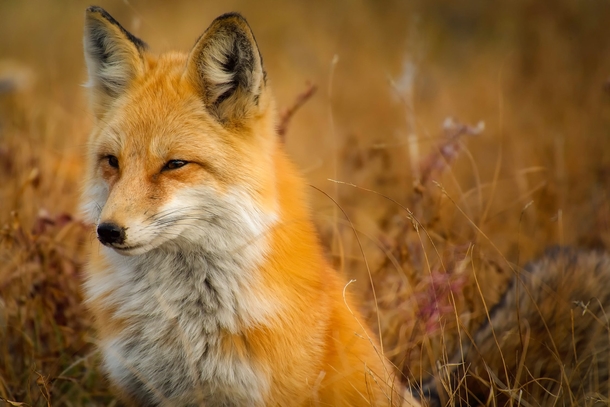 10 Beautiful Animals In Nature - picture 10