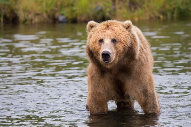 10 Beautiful Animals In Nature - picture 11