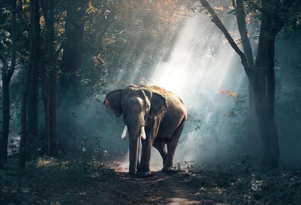 10 Beautiful Animals In Nature - picture 2