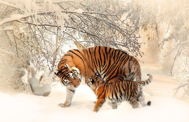 10 Beautiful Animals In Nature - picture 3