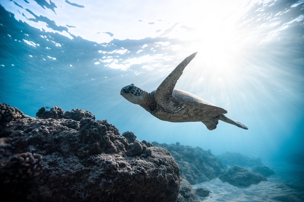 10 Beautiful Animals In Nature - picture 4
