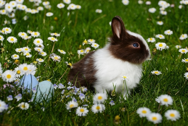 10 Beautiful Animals In Nature - picture 5