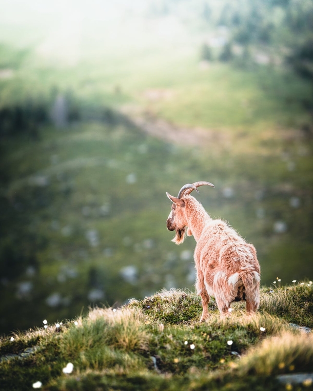 10 Beautiful Animals In Nature - picture 6