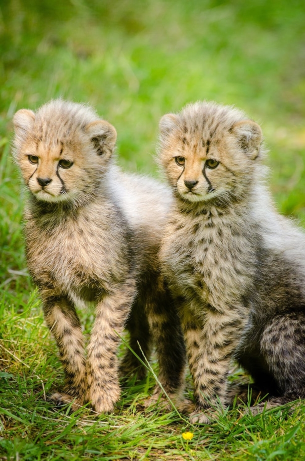 10 Beautiful Animals In Nature - picture 7
