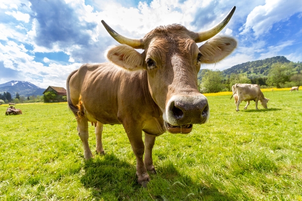 10 Beautiful Animals In Nature - picture 8