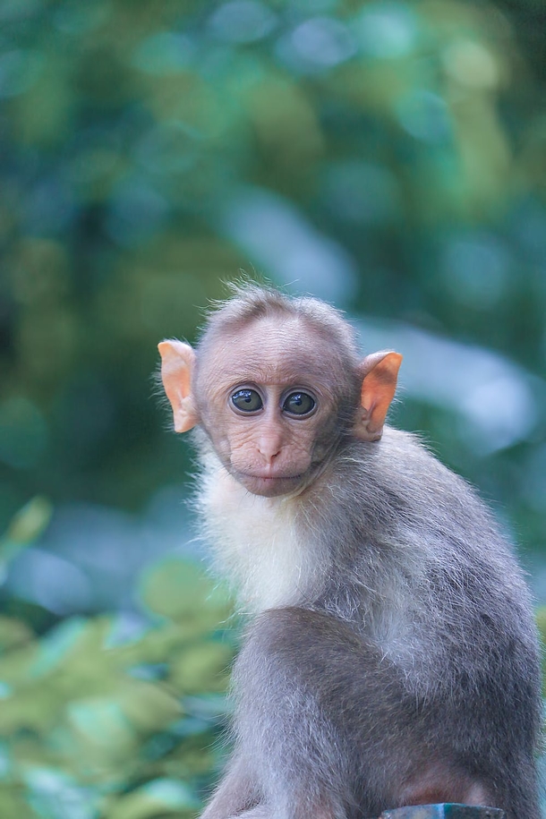10 Beautiful Animals In Nature - picture 9