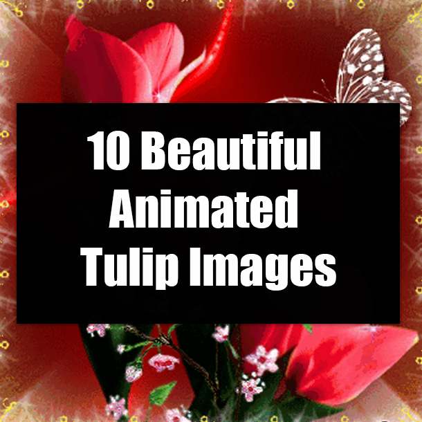 10 Beautiful Animated Tulip Images