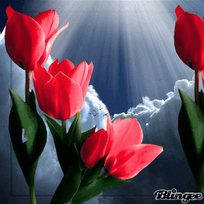 10 Beautiful Animated Tulip Images - picture 8
