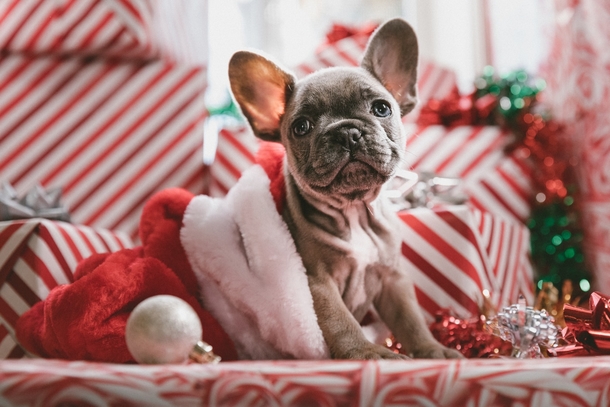10 Beautiful Christmas Photography Images To Get You Excited For The Holiday Season - picture 4