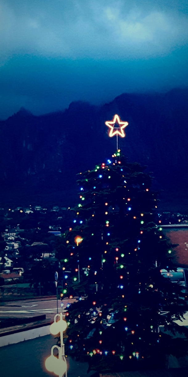 10 Beautiful Christmas Tree Ideas - picture 10