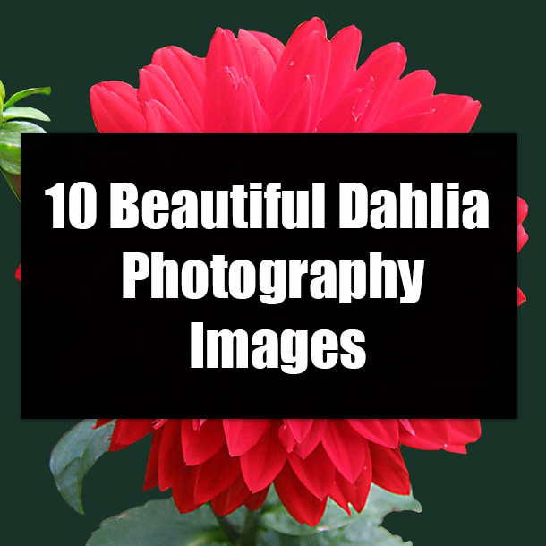 10 Beautiful Dahlia Photography Images